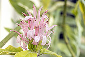 Justicia carnea, flower
