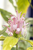 Justicia carnea, flower