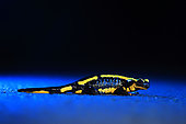 Spotted salamander (Salamandra salamandra) adult crossing a forest road at night during migration, France