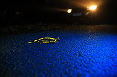 Spotted salamander (Salamandra salamandra) adult crossing a forest road at night in front of a car during migration, France