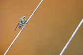 Common yellow Dung Fly (Scathophaga stercoraria) female on a reed stem near a peat bog in the Cotentin-Bessin Regional Nature Park, Normandy, France