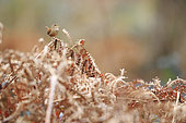 Wren (Troglodytes troglodytes) male posted on his singing post on a fern, France