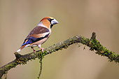 Hawfinch (Coccothraustes coccothraustes) on a branch, France