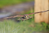 Female Lesser Kestrel (Falco tinnunculus) stalks her prey in the Cotentin-Bessin Regional Nature Park, Normandy, France