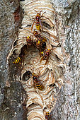 European hornet (Vespa crabro) near the nest chamber, England