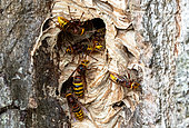 European hornet (Vespa crabro) nest, England