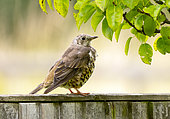 Mistle thrush (Turdus viscivorus) perched on a fence, England