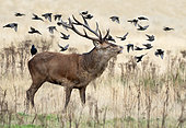 Red deer (Cervus elaphus) stag standing in a meadow with starling (Surnus vulgaris), England