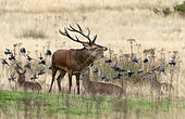 Red deer (Cervus elaphus) stag bellowing in a meadow at sunrise, England