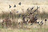 Red deer (Cervus elaphus) stag laying in a meadow, England