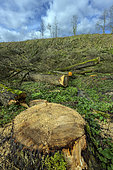 Cutting in a Haute Savoie forest. Seyssel region, France
