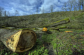 Cutting in a Haute Savoie forest. Seyssel region, France