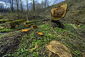 Cutting in a Haute Savoie forest. Seyssel region, France