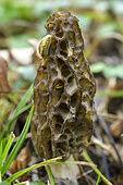 Black morel (Morchella conica), in a wood in Haute Savoie, France