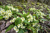 Primroses (Primula vulgaris) in early spring in Haute Savoie, France