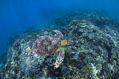 Young green turtle (Chelonia mydas) swimming between two waters on the coral reef of N'gouja, south of the island of Mayotte.