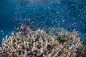 Lionfish (Pterois volitans) hunting at sunset, swimming above the Acropora corals, close to a small school of glassfishes, on the lookout for prey passing within its reach. Mayotte