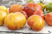 Tomato harvest