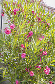 Oleander 'Rose Double', Nerium oleander 'Rose Double', in bloom