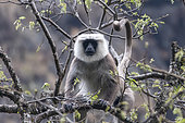 Nepal gray langur (Semnopithecus schistaceus) on a branch, Langtang, Himalayas, Nepal