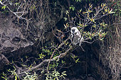 Nepal gray langur (Semnopithecus schistaceus) eating on a branch, Langtang, Himalayas, Nepal