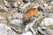 Indian muntjac (Muntiacus muntjak) in the rocks, Langtang, Himalayas, Nepal