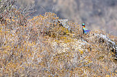 Himalayan Monal (Lophophorus impejanus) on the ground, Langtang, Himalayas, Nepal