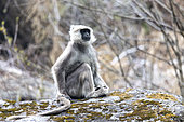 Nepal gray langur (Semnopithecus schistaceus) on a rock, Langtang, Himalayas, Nepal