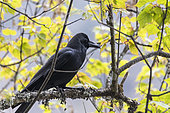Large-billed Crow (Corvus macrorhynchos) on a branch, Langtang, Himalayas, Nepal