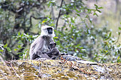 Nepal gray langur (Semnopithecus schistaceus) with young on a rock, Langtang, Himalayas, Nepal