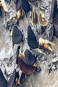 Wild bees, Langtang, Himalayas, Nepal