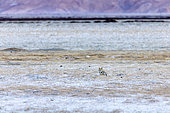 Tibetan fox (Vulpes ferrilata) in its habitat, Hanle, Ladakh, India