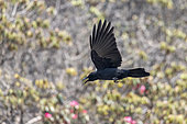 Large-billed Crow (Corvus macrorhynchos)in flight, Langtang, Himalayas, Nepal