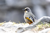 Variegated laughingthrush (Trochalopteron variegatum) on the ground, Langtang, Himalayas, Nepal