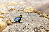 Himalayan Monal (Lophophorus impejanus) on the ground, Langtang, Himalayas, Nepal