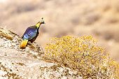 Himalayan Monal (Lophophorus impejanus) on the ground, Langtang, Himalayas, Nepal