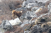 Himalayan Tahr (Hemitragus jemlahicus) on rocks, Langtang, Himalayas, Nepal