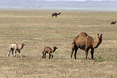 Turkomans (dromedary/camel hybrids) on the steppe, Kazakhstan