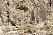 Snow leopard (Panthera uncia) in its rocky environment, Ladakh, Himalayas, India