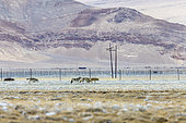 Tibetan wolf (Canis lupus chanco) near the village of Hanley, Ladakh, Himalayas, India