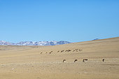 Kiang, Tibetan wild donkeys (Equus kiang) on the Changtang plateau, India
