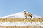 Tibetan gazelle (Procapra picticaudata) walking Ladakh, India