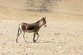 Kiang, Tibetan wild donkeys (Equus kiang) on the Changtang plateau, India