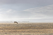 Kiang, Tibetan wild donkey (Equus kiang) on the Changtang plateau, India