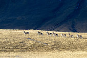 Marco Polo sheep (Ovis ammon polii), Tian Shan, Kyrgyzstan