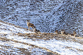 Marco Polo sheep (Ovis ammon polii), Tian Shan, Kyrgyzstan