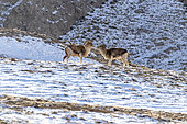 Marco Polo sheep (Ovis ammon polii), Tian Shan, Kyrgyzstan