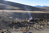 Nomad camp, Changtang Plateau, Ladakh, India