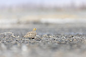 Pallas's Sandgrouse (Syrrhaptes paradoxus) on the ground, Yssyk Koul, Tian Shan, Kyrgyzstan
