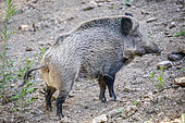 Sanglier d'Eurasie (Sus scrofa), Laie, Oletta, Corse